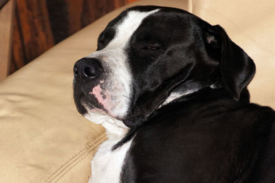 Close-up of dog looking away at home