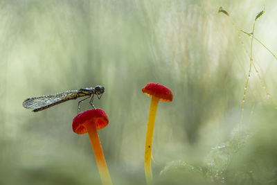 Close-up of red mushrooms growing on plant