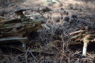 Close-up of log on field