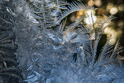 Full frame shot of snowflakes on tree