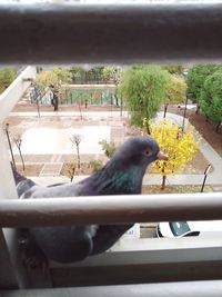 View of bird on railing