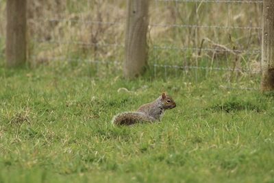 Squirrel on a field