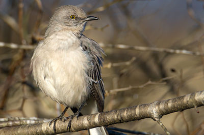 Close-up of bird perching on branch