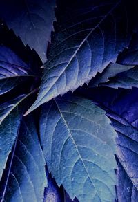 Close-up of leaves on plant