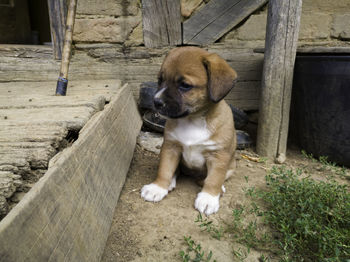 Portrait of dog sitting on wood