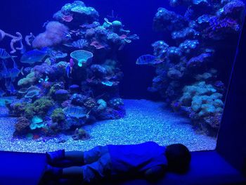 Close-up of fish in aquarium