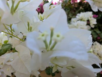 Close-up of fresh white flowers