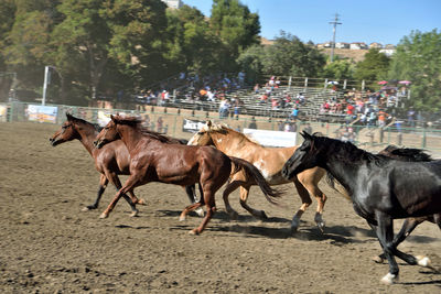 Horses running against blue sky