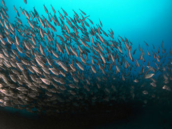 View of fish underwater