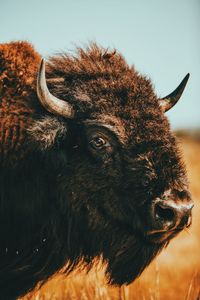 Close-up american bison against sky