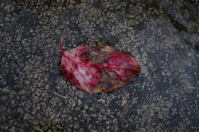 Close-up of fallen maple leaf