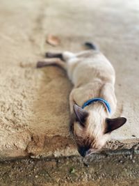 High angle view of dog resting on land