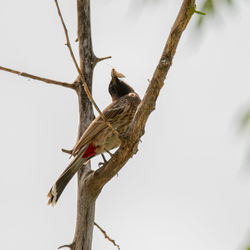Low angle view of bird perching on branch against sky