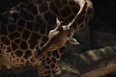 Giraffe against rocks in zoo