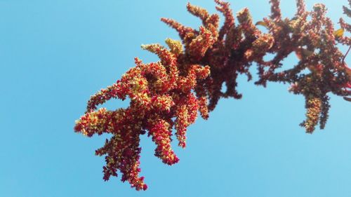 Low angle view of flowering plant against clear blue sky