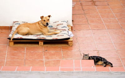 Portrait of cat sitting on floor