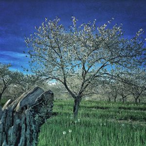 Bare trees on grassy field against sky