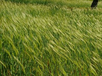 Full frame shot of wheat field