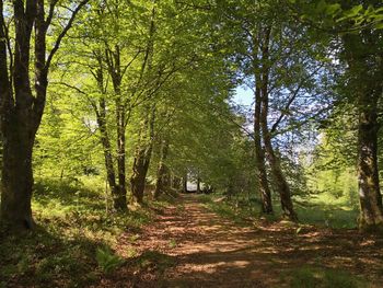 Road amidst trees in forest