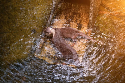 High angle view of otter in river