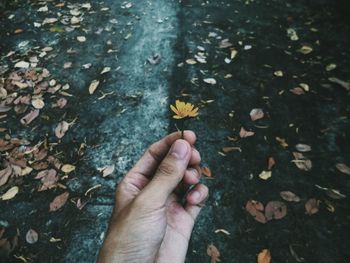 Cropped image of hand holding flower during autumn