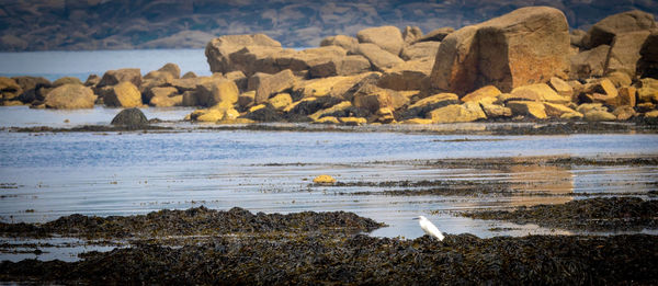 View of birds on beach