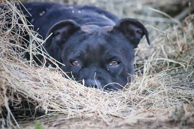 Portrait of dog relaxing on field