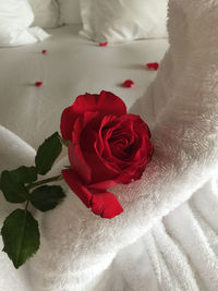 Close-up of red rose on bed