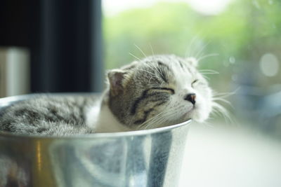 Close-up of a cat with eyes closed