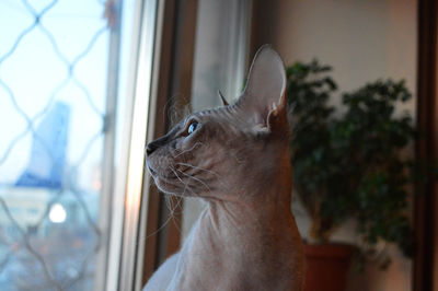 Close-up of sphynx cat looking in window