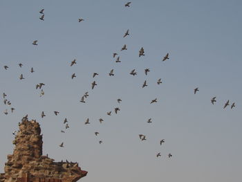 Low angle view of birds flying in the sky