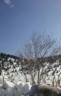 Bare trees on snow covered landscape