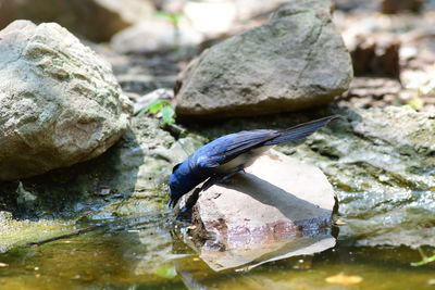 wildlife