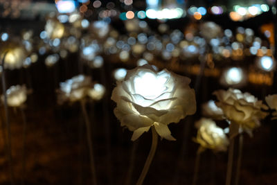 Close-up of white flowering plant on field at night