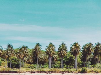 Palm trees on field against sky