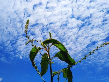 Low angle view of plant against blue sky