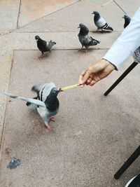 High angle view of pigeons feeding in city