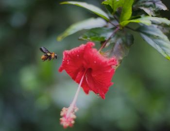 Close-up of bee pollinating on red hibiscus
