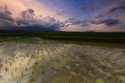 Scenic view of rice field against sky