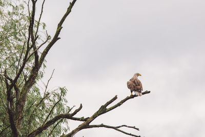 Low angle view of eagle perching on tree