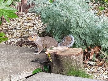 Portrait of squirrel