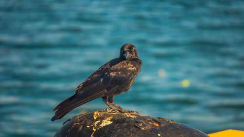 A bird watching for food