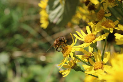 Close-up of bee pollinating on yellow flower