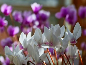 Close-up of white flowering plant