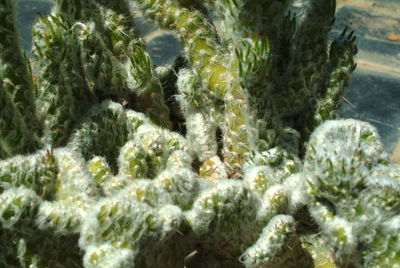 Close-up of cactus plants