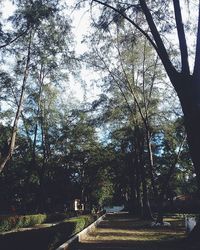 Trees in park