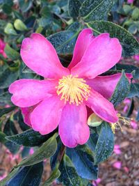 Close-up of pink flower