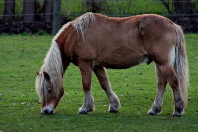 Horse grazing in a field