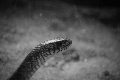 one animal