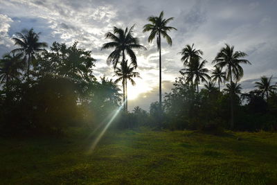 Sun shining through trees